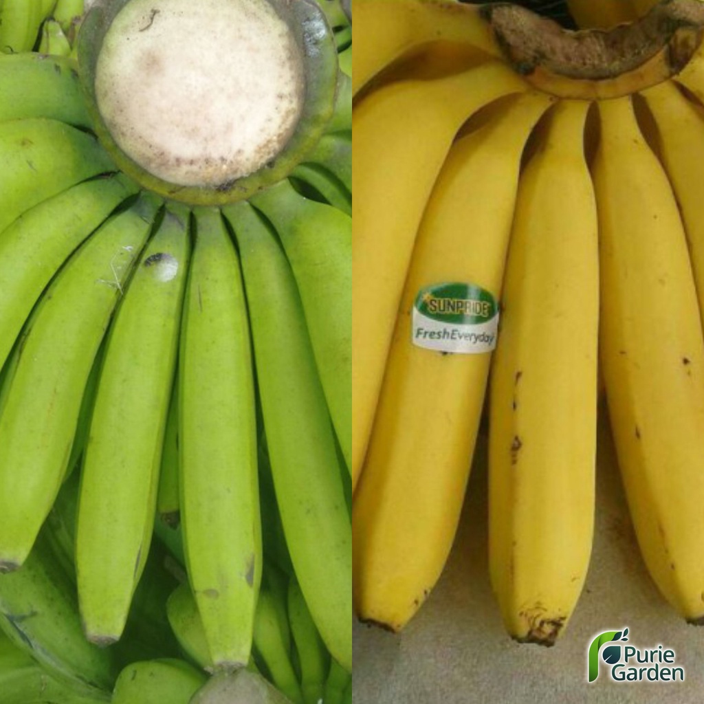 Bibit Tanaman Buah Pisang Cavendish Siap Tanam PG KDR