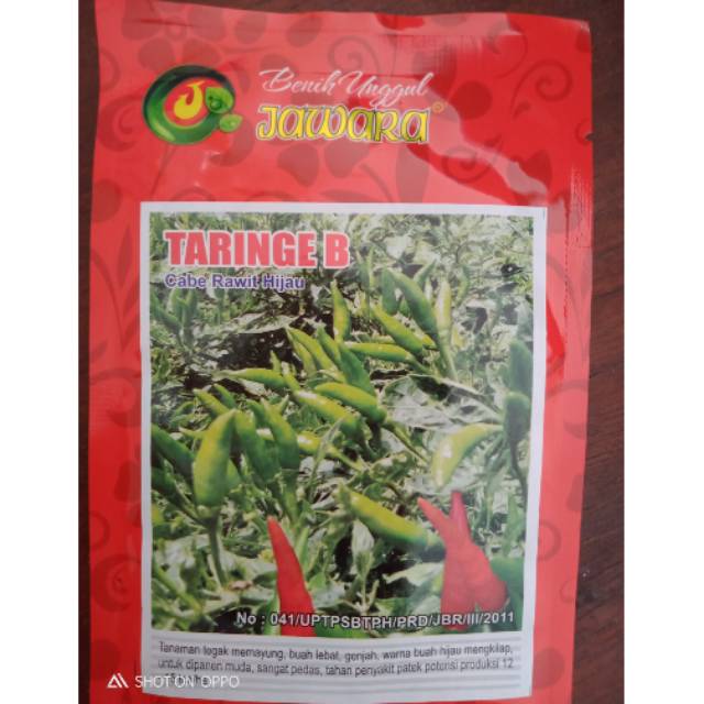 Benih unggul jawara TARING B cabe rawit hijau