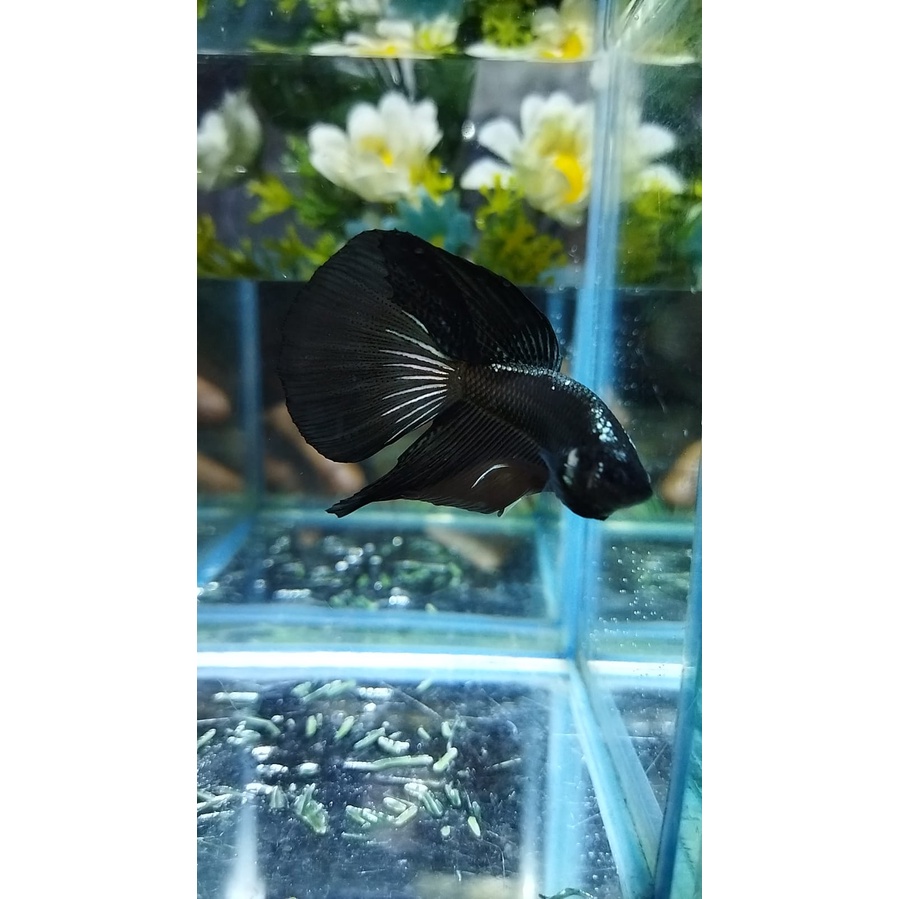 IKAN CUPANG HALFMOON/HM BLACK MAMBA SAMURAI SERIES (HMBS-A3)