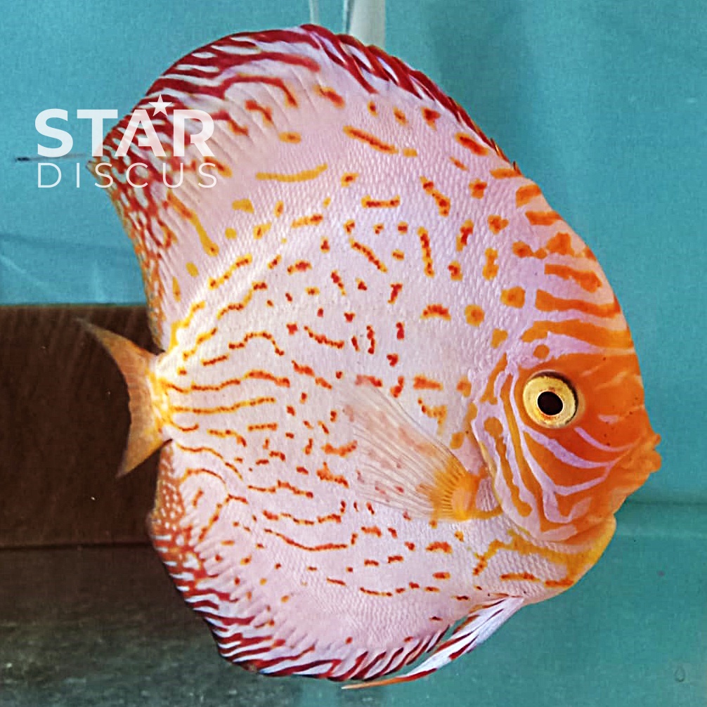 Discus White Pigeon 5 inch (-) diprediksi betina