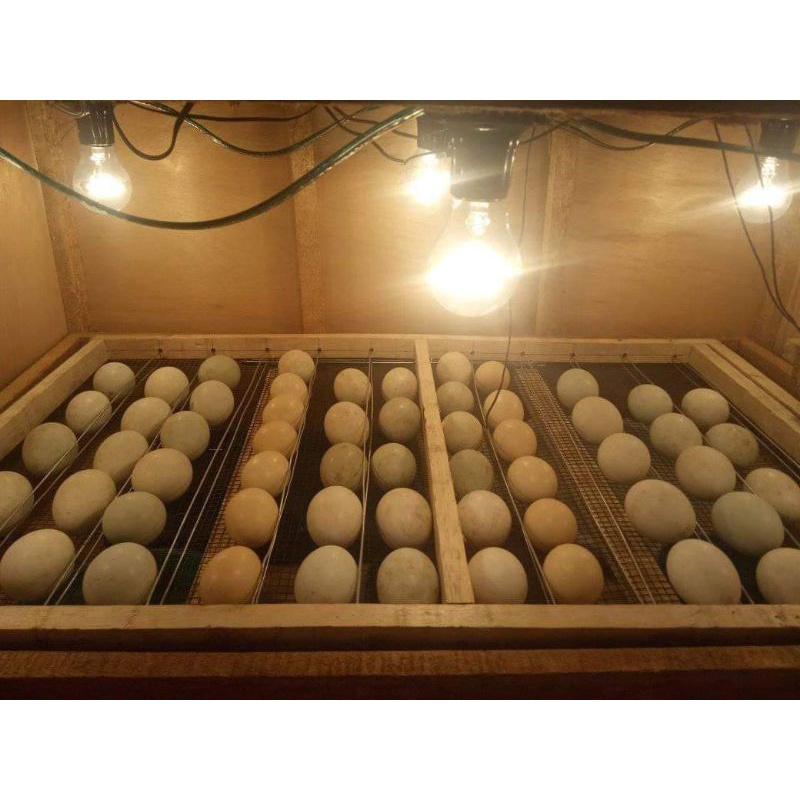 telur fertil bebek peking