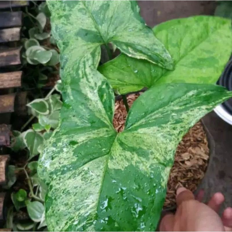 Tanaman hias sengonium mojito - syngonium mojito