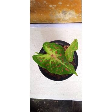 keladi bintik merah singonium bintik merah