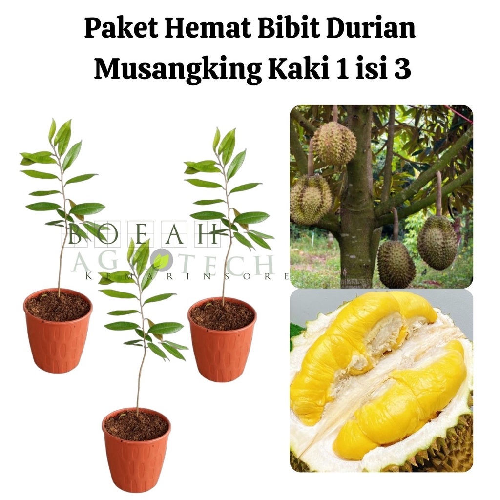 Paket Hemat Bibit Durian Musangking Kaki 1 Isi 3 Bonus Bibit Strawberry+Polibag