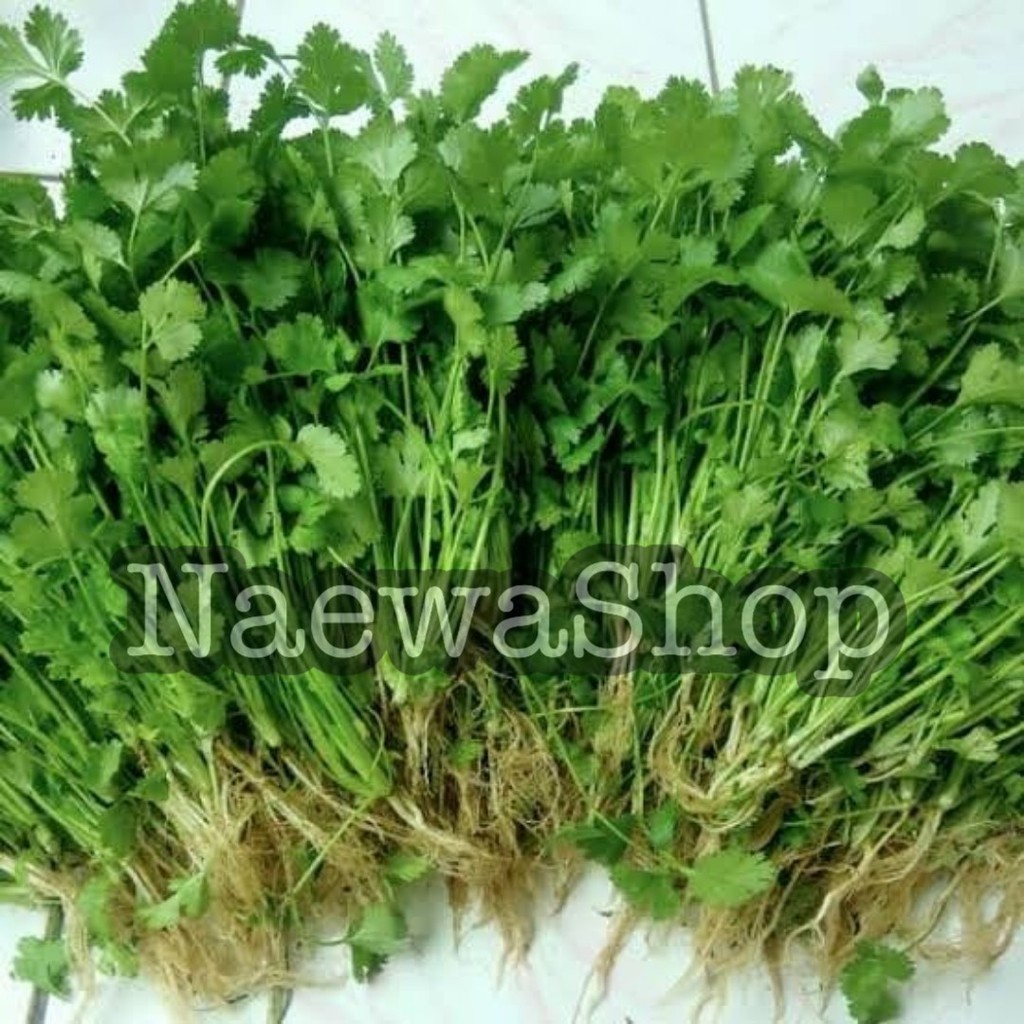 

Daun Ketumbar / Wansui / Coriander / Cilantro Segar 100 gram