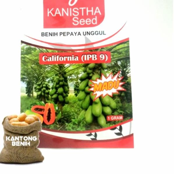 ❂ BENIH PEPAYA CALIFORNIA IPB 9 IMPORT KANISTHA SEED PREMIUM F1 ♘