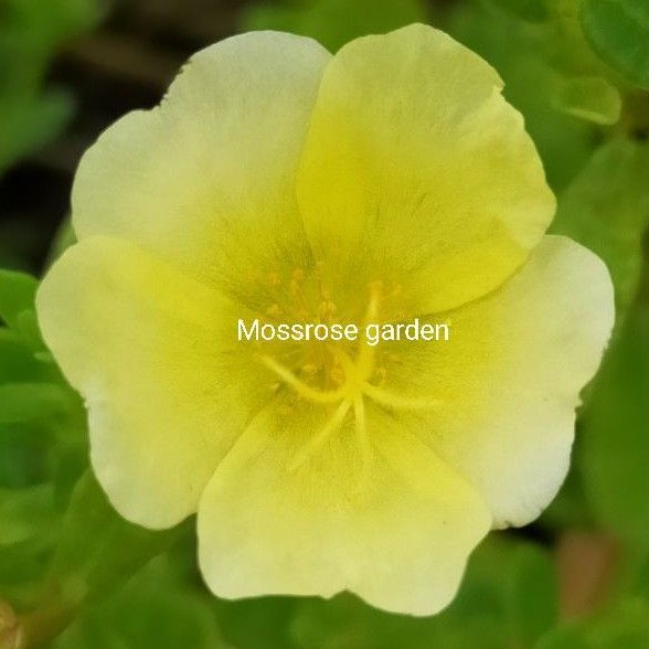 Mossrose/krokot/cantik manis HIJAU EPAL