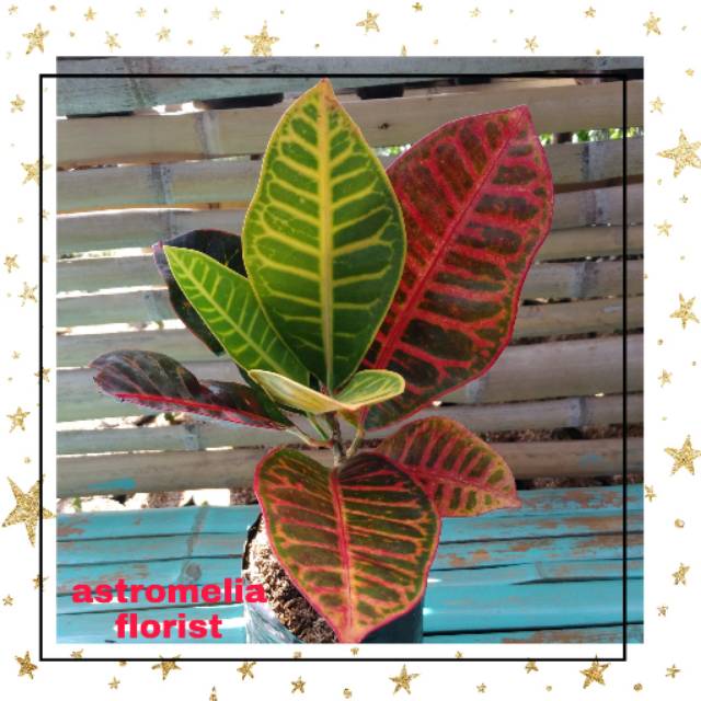 Tanaman hias "puring proton"