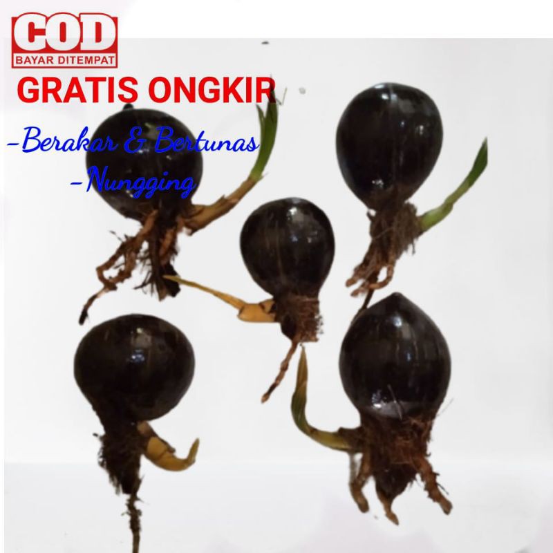 Bonsai kelapa kelapa bonsai batok nungging