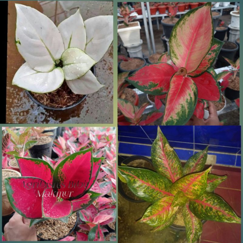 PAKET AGLONEMA 4 MACAM(SUPER WHITE,SUKSOM CULTURE,MAJESTY,HOT LADY)
