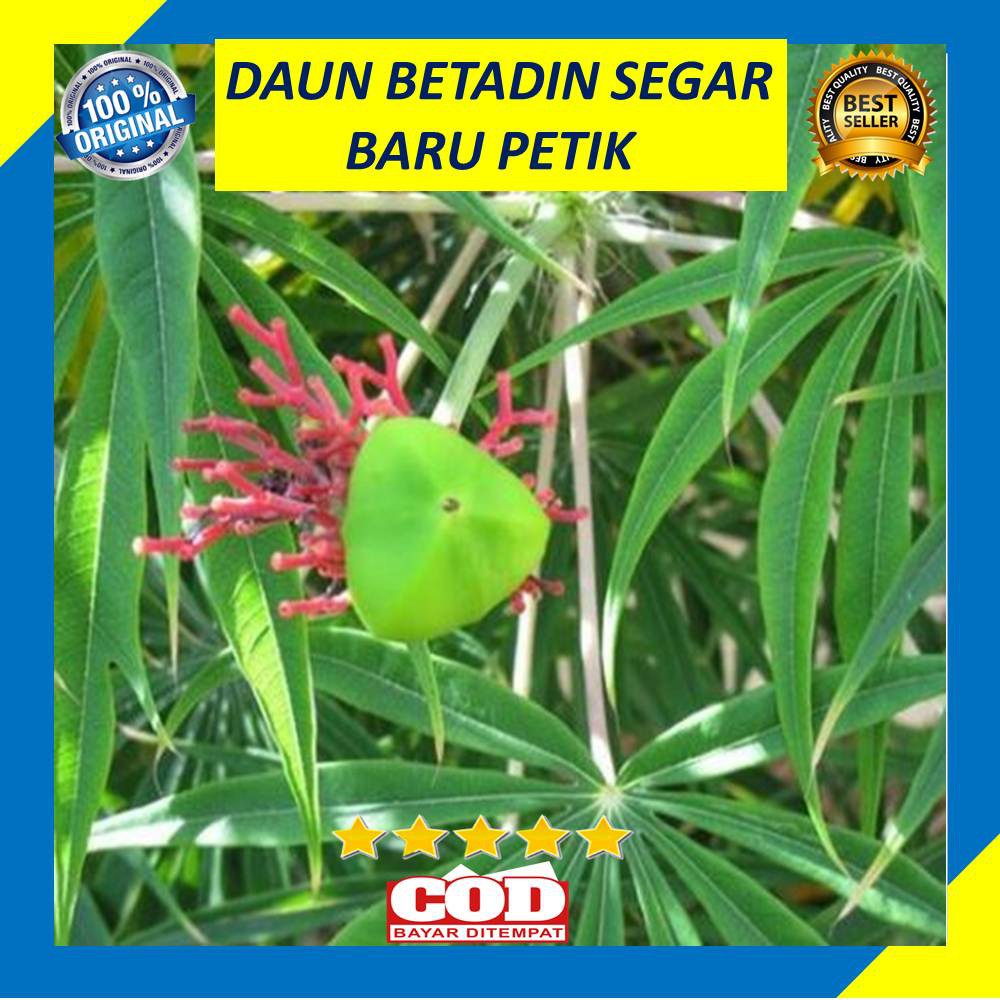 Daun Betadin Fresh Segar 100 Gram Baru Petik Jarak Tintir Jarak Cina