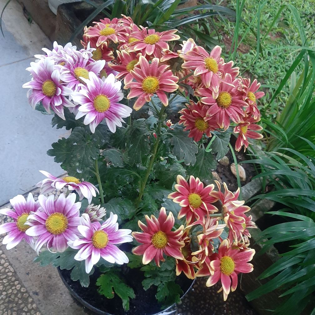 Krisan Pingpong Per Pot Isi Enam Pohon