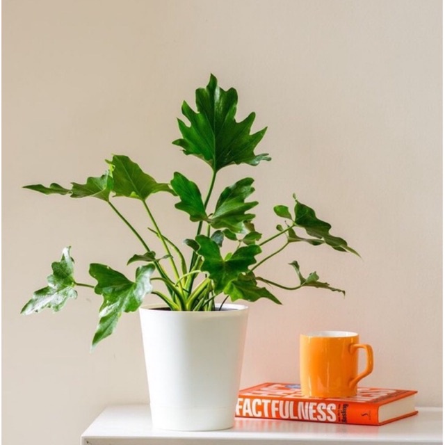 Philodendron Monstera Selloum tanaman hias philo jari murah (Tanaman hias hidup indoor murah besar d
