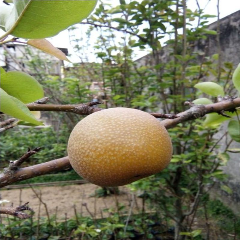 Bibit tanaman buah piar coklat pir korea