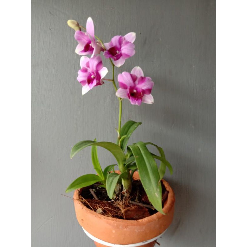 Anggrek Dendrobium Alien -Mini