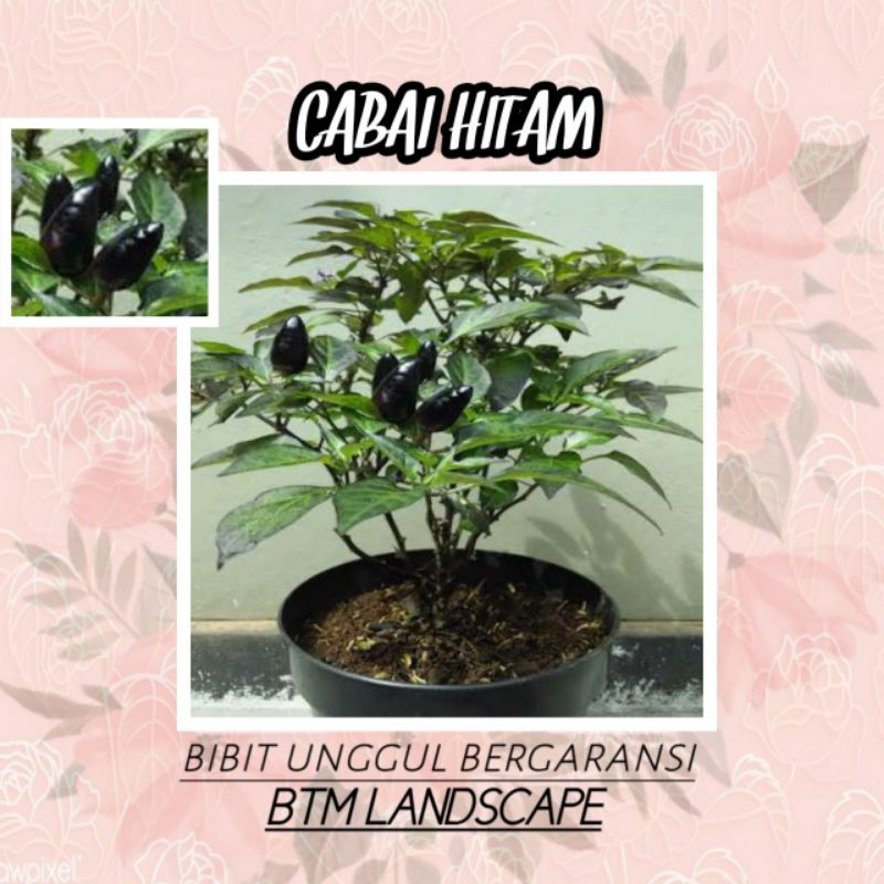 

CABAI HITAM BLACK CHILI
