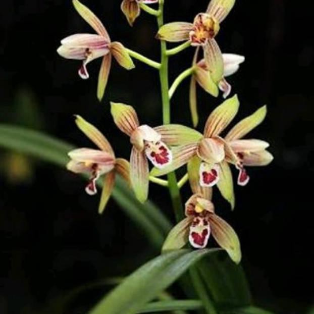 Anggrek Cymbidium Ensifolium