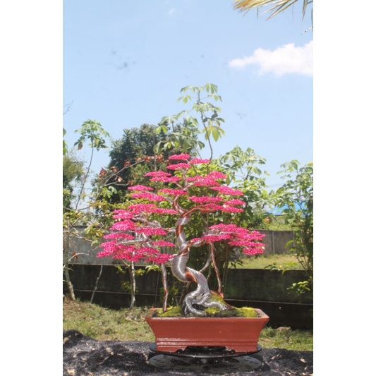 POHON KAWAT BONSAI WARNA MURAH