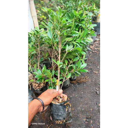 bibit rawatan ficus kimeng( batang pilihan)