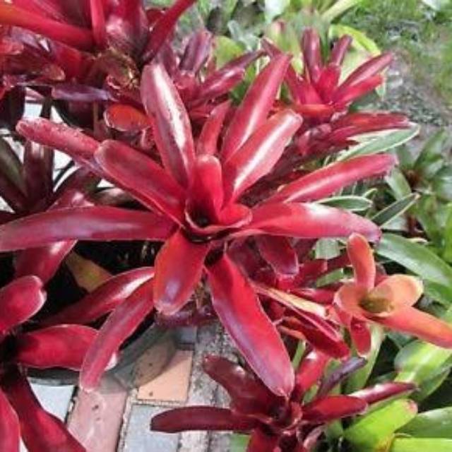 TANAMAN HIAS BROMOLIA MERAH