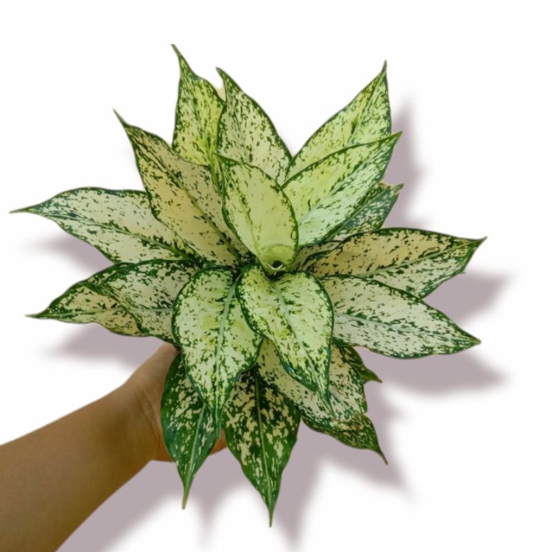 snow white ( tanaman hias aglonema snow white ) bisa COD
