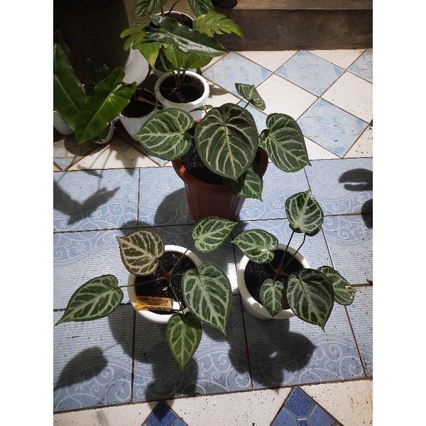 Kuping Gajah Silver x Forgetii,