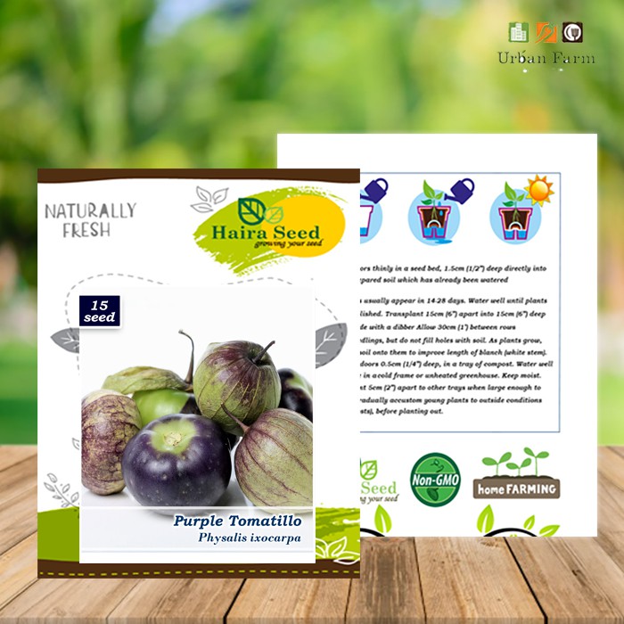 Benih-Bibit Ciplukan Ungu Jumbo/Purple Tomatillo (Haira Seed)