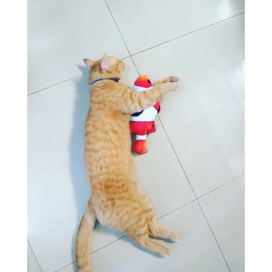 Mainan Catnip Bentuk Ikan untuk Kucing/ Mainan Kucing