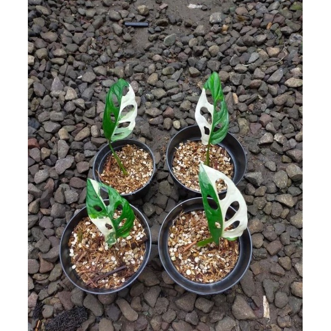 tanaman hias baby janda bolong varigata ori Jepang murah