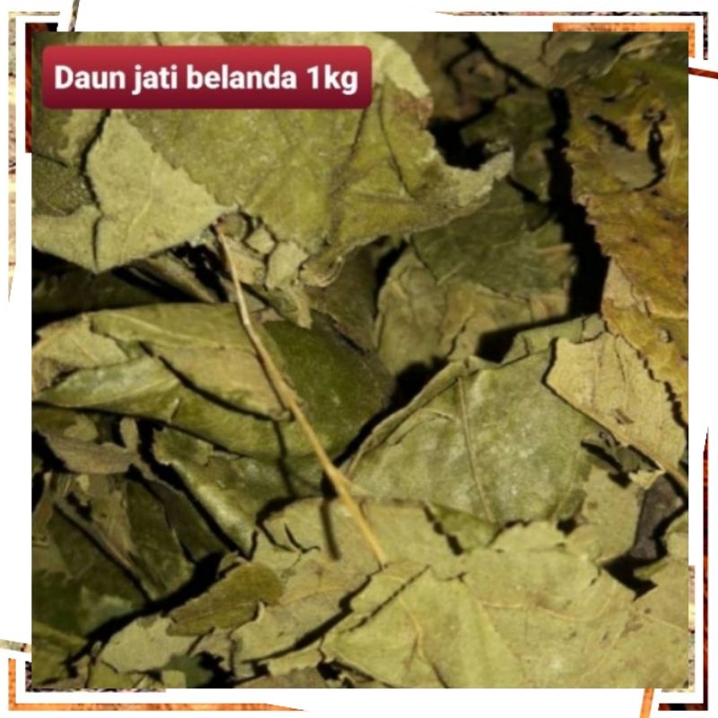 Daun jati belanda 1kg