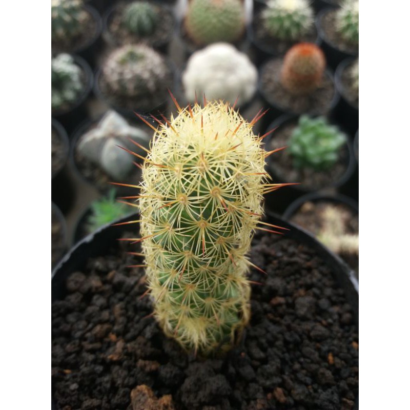 mammillaria elongata