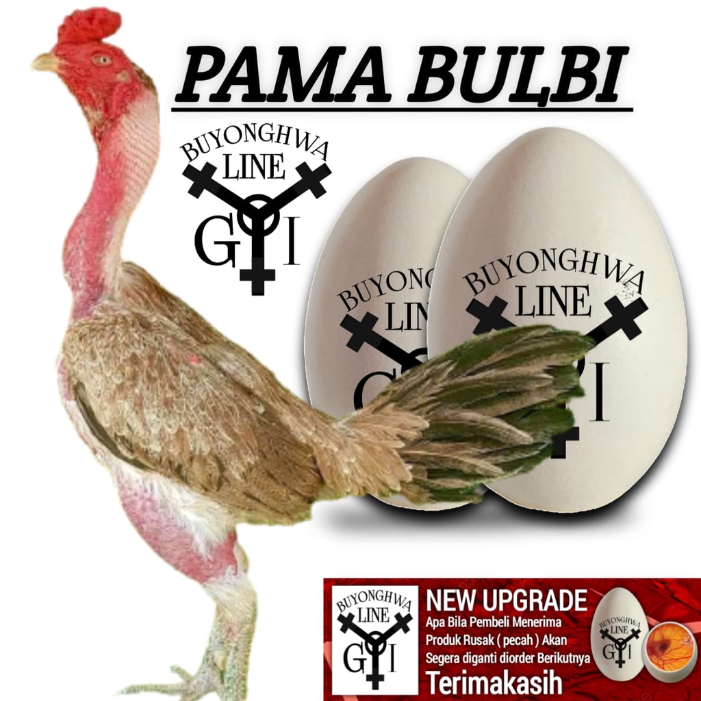 ayam pama IQ ori paket 2 butir telur segar