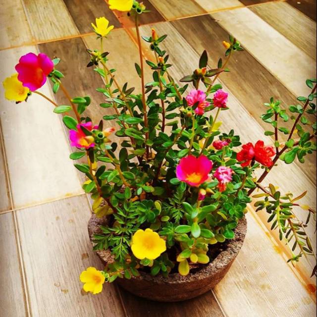 Tanaman hias krokot gelang / tanaman bunga krokot
