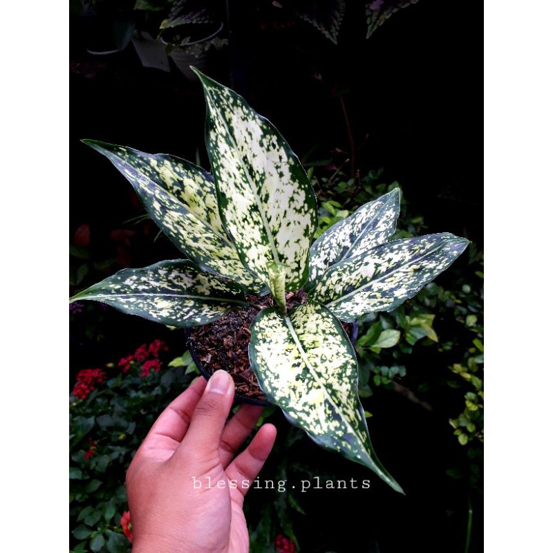 Aglonema Snow White (Dewasa)