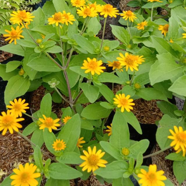 Tanaman Bunga Seribu Bintang / Matahari Mini