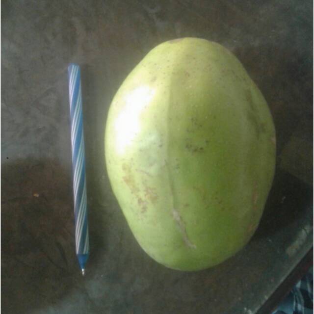 

Buah Kedondong Super