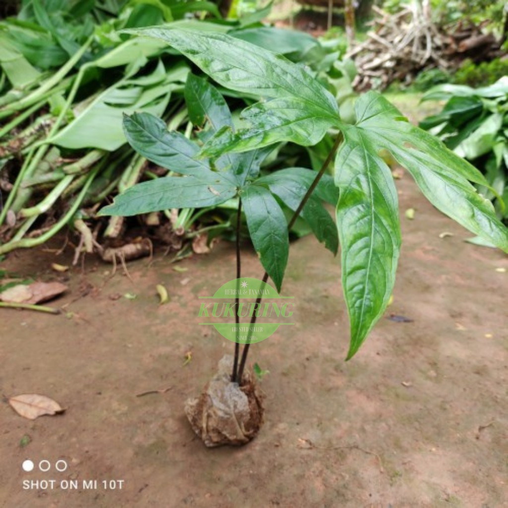 Tanaman hias bunga Tacca palmata blume /Gadung tikus