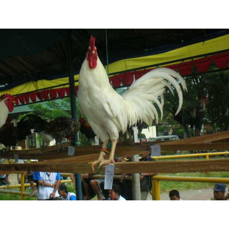 

TELUR AYAM HIAS KETWA SIAP DI TETASKAN