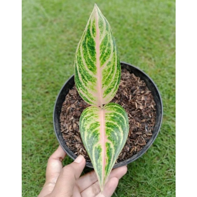 ANAKAN AGLONEMA PINK SUNSET ASLI