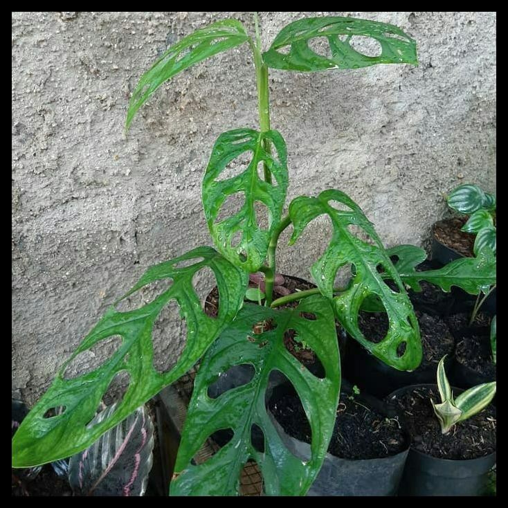 Tanaman Monstera Janda Bolong Ukuran Besar