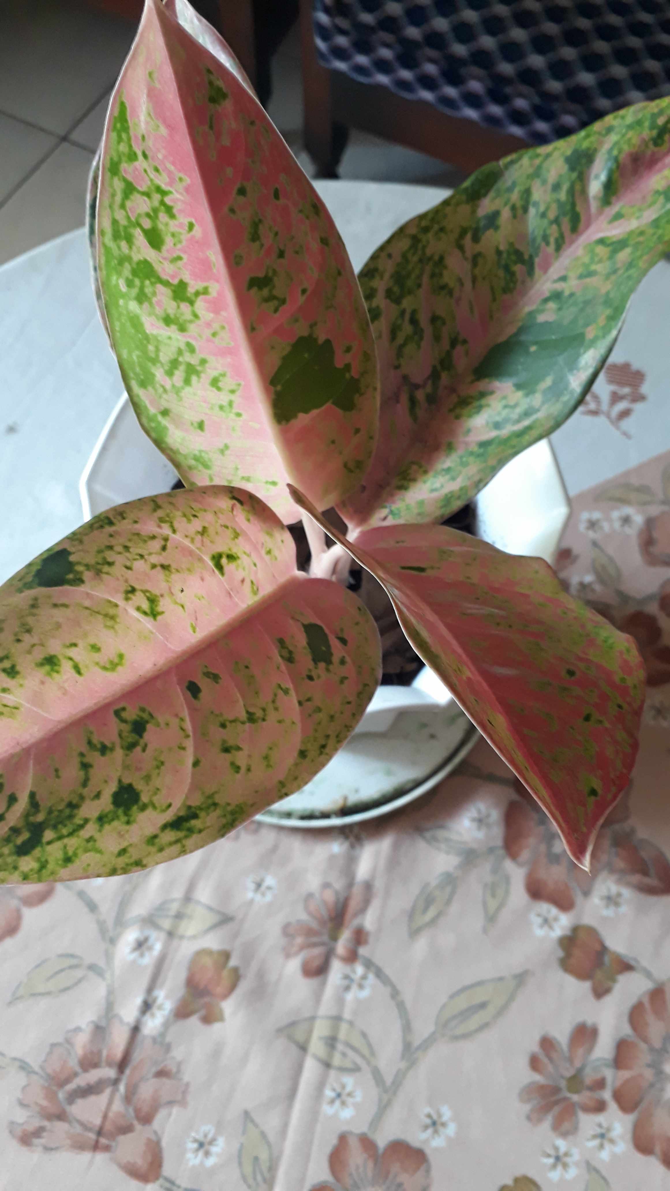 10 Lembar Polibek 30x60 Polibeg Polibag Polybag