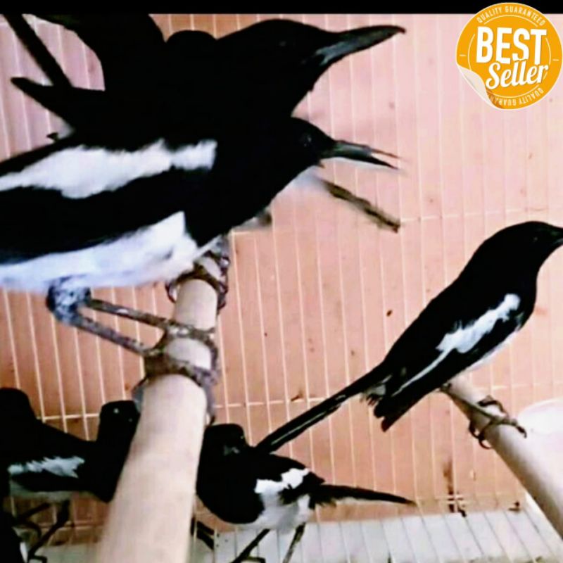 burung kacer hitam putih rawatan muda hutan kacer dada putih jantan dewasa