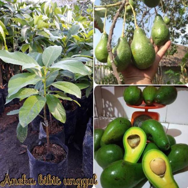 BIBIT BUAH ALPUKAT MENTEGA SUPER