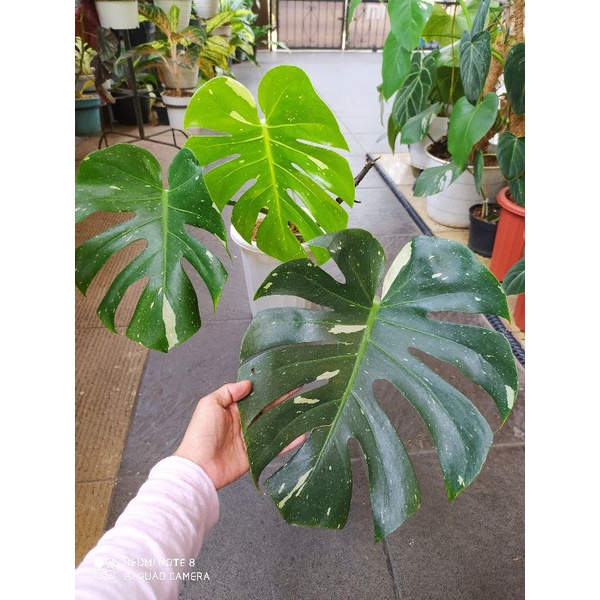 monstera thai constelation