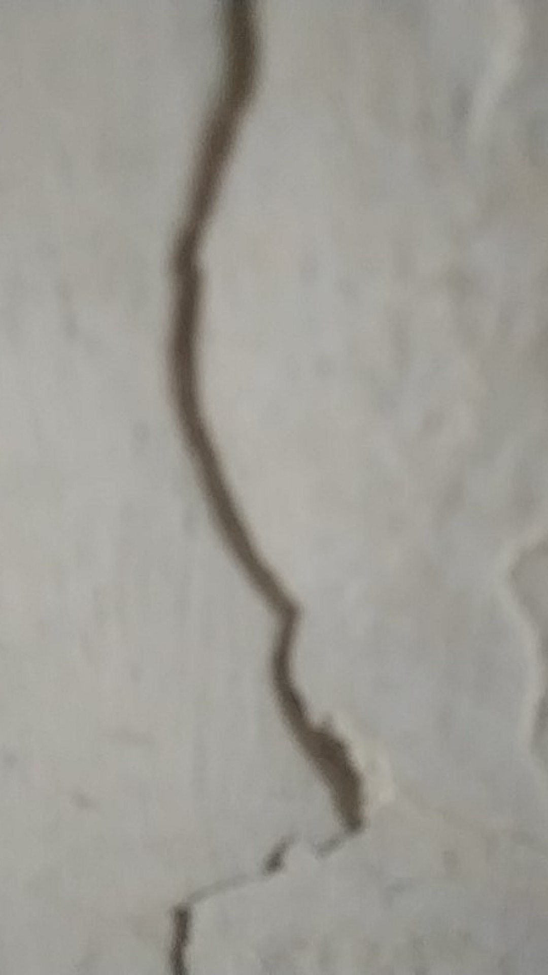 Biji / Benih / Bibit Bunga Matahari Teddy Bear Sunflower Mudah Tumbuh