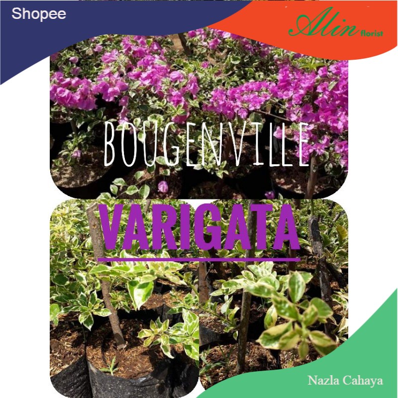 Bougenville varigata