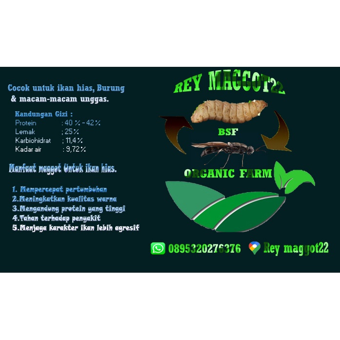 prepupa maggot bsf dan telur bsf berkualitas super