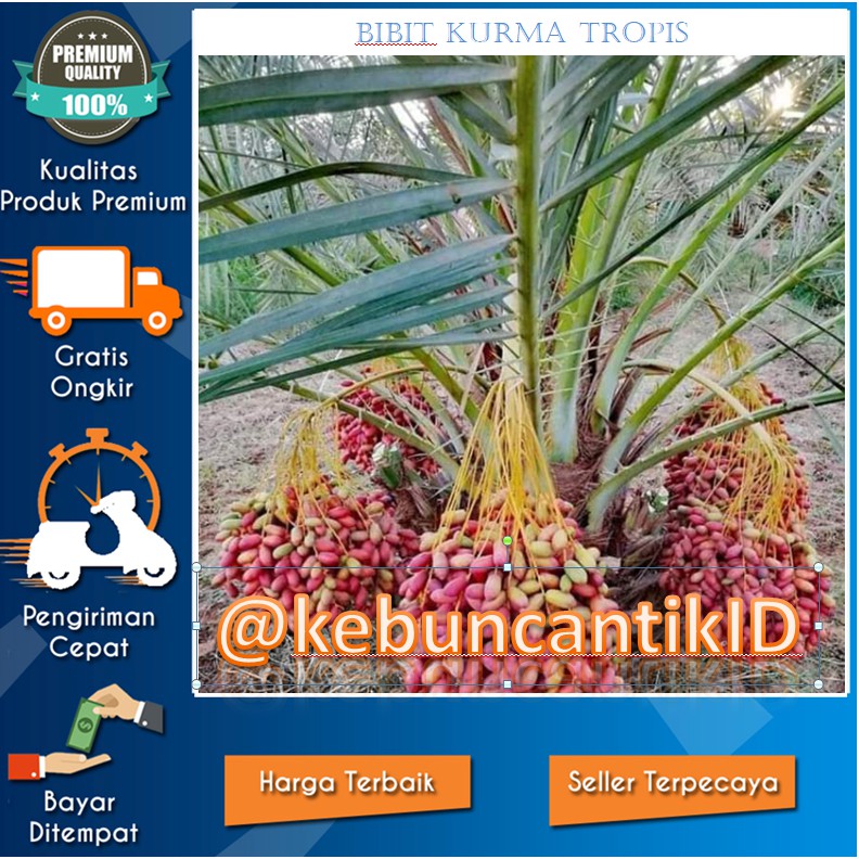 BIBIT TANAMAN BUAH ARAB KURMA TROPIS SIAP SEMAI DAN MENJUNTAI