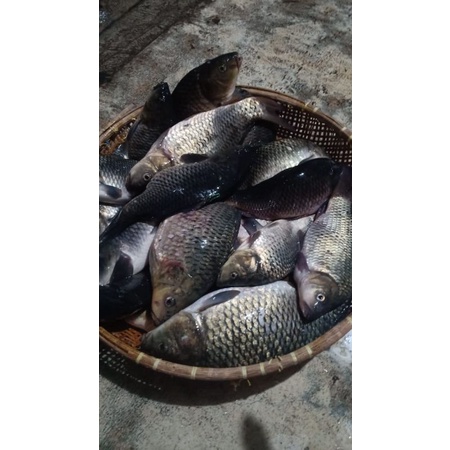 ESSEN IKAN NILA ESSENCE IKAN MAS ESSEN IKAN MAS UMPAN IKAN NILA JITU JEDUD