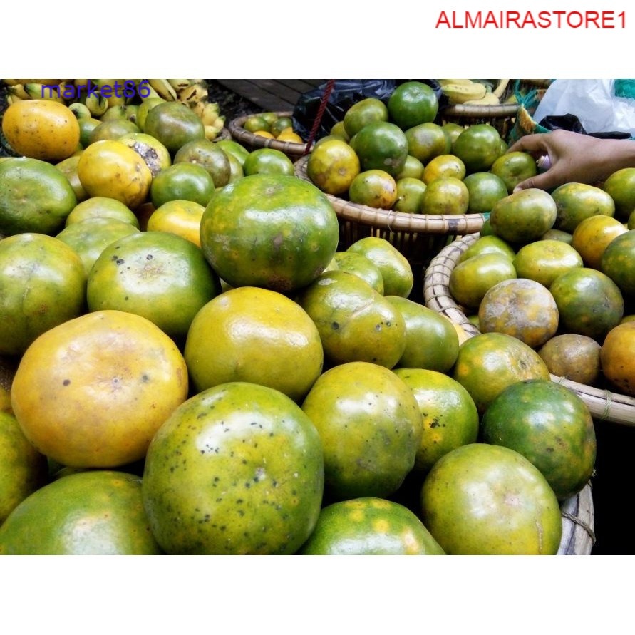 

Grosir Buah Segar FRESH Jeruk Peras Pontianak 500 Gram - Fwbogor - Wfbogor.